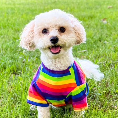 Dog in a Cute Dog Shirt with Rainbow Stripes - Fitwarm Dog Clothes