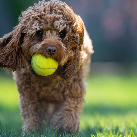 Poolde Haircuts - Kennel Cut Poddle - Fitwarm