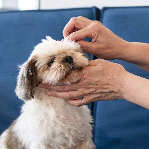 How to Get Rid of Fleas on Dogs: Effective Treatment and Prevention Tips - Fitwarm