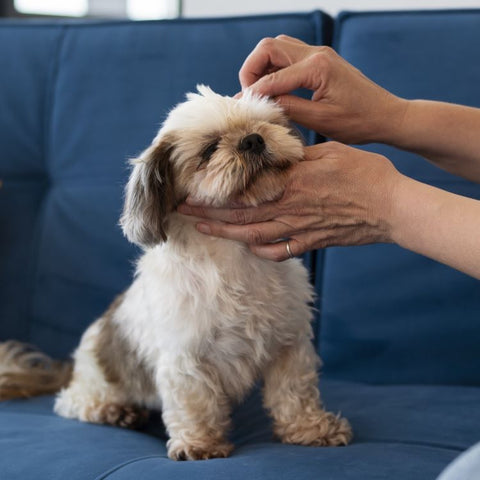 Symptoms of Fall Allergies - Fitwarm