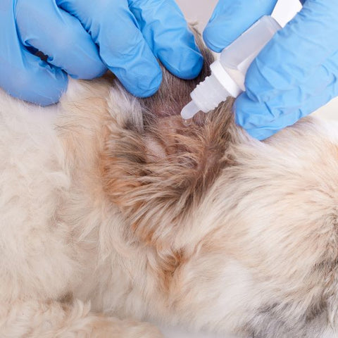 How to Get Rid of Fleas on Dogs: Effective Treatment and Prevention Tips - Fitwarm