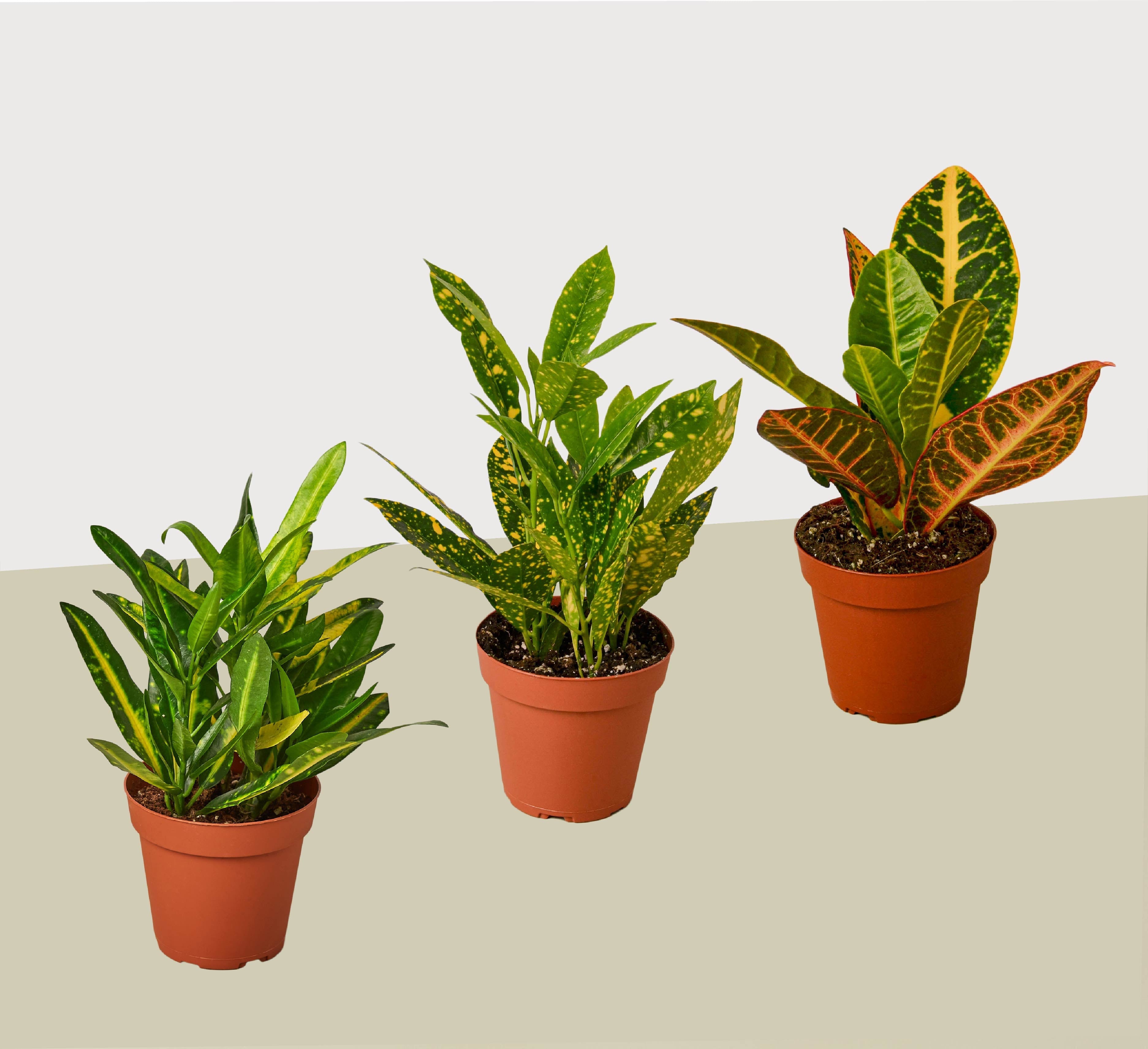 3 Croton Variety Pack / 4