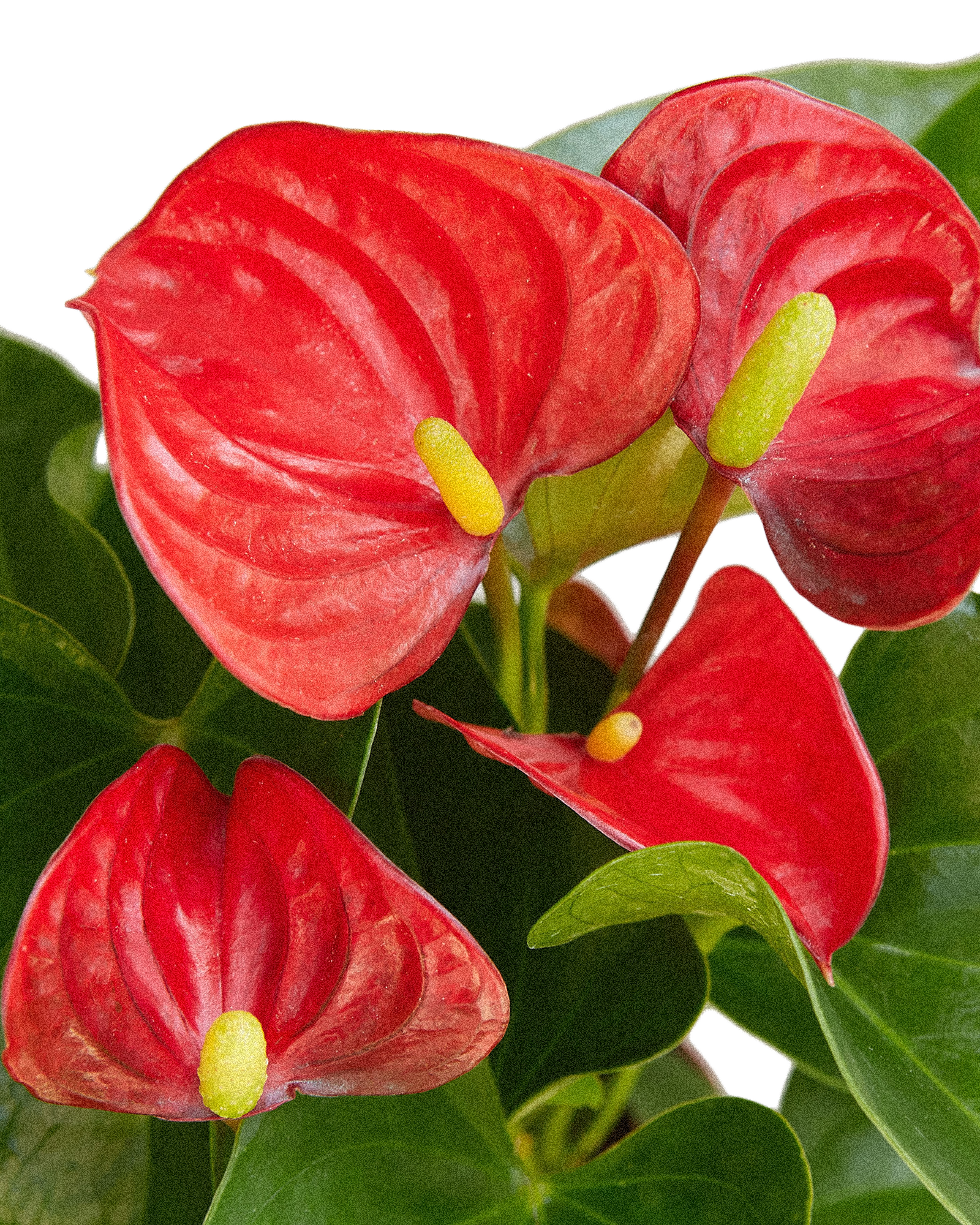 Red Anthurium Laceleaf