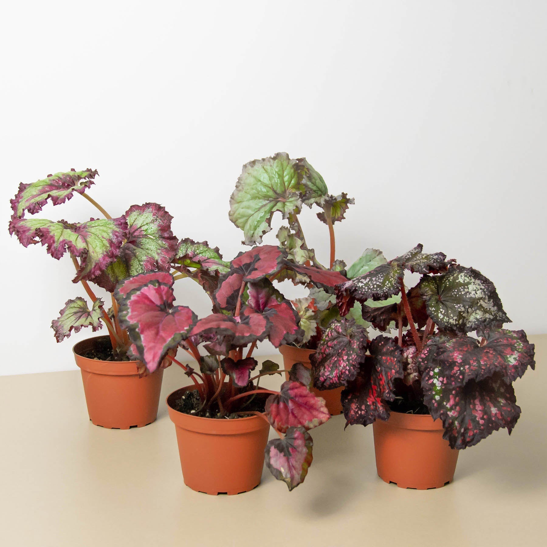 Begonia Rex Houseplant Bundle (4pk)