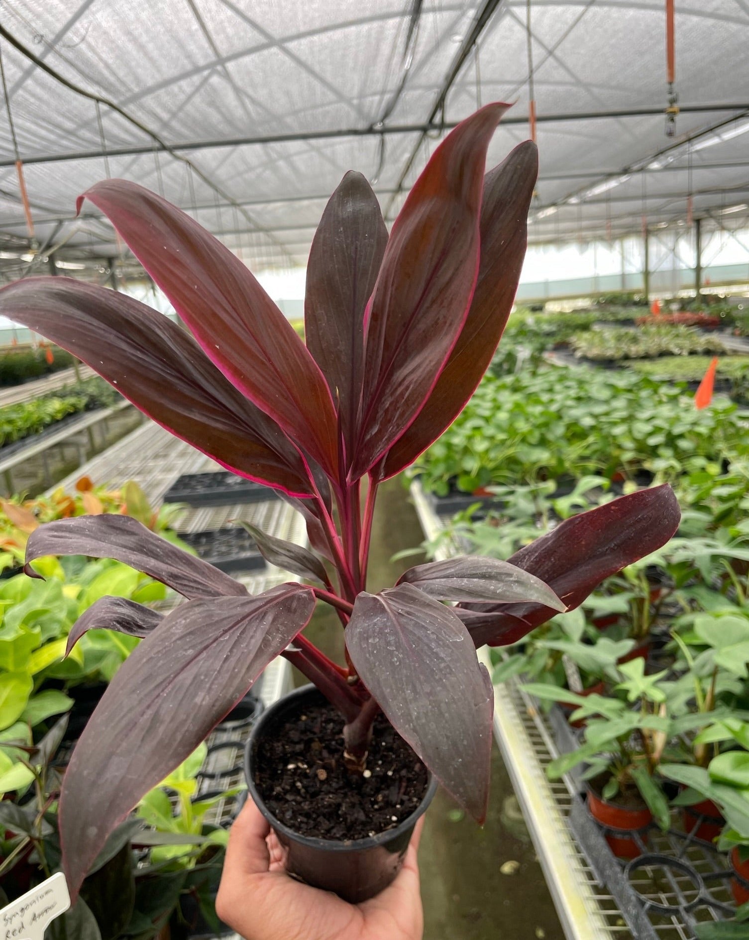 Cordyline Calypso Queen - Small