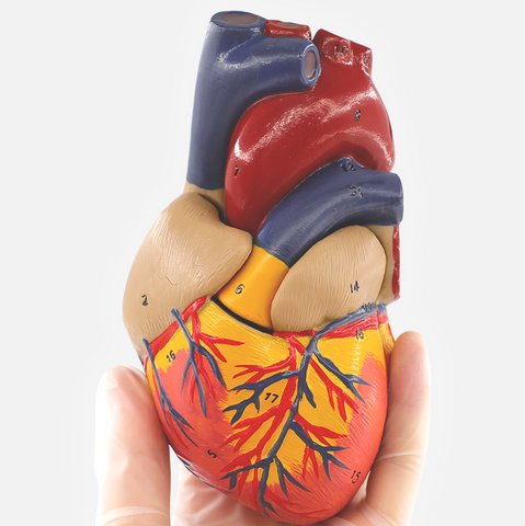 This life-size heart model allows a very easy identification of all anatomical structures in the human heart and is a perfect tool for both teaching or demonstrating. The front heart wall of this heart model is detachable to reveal the chambers and valves inside.