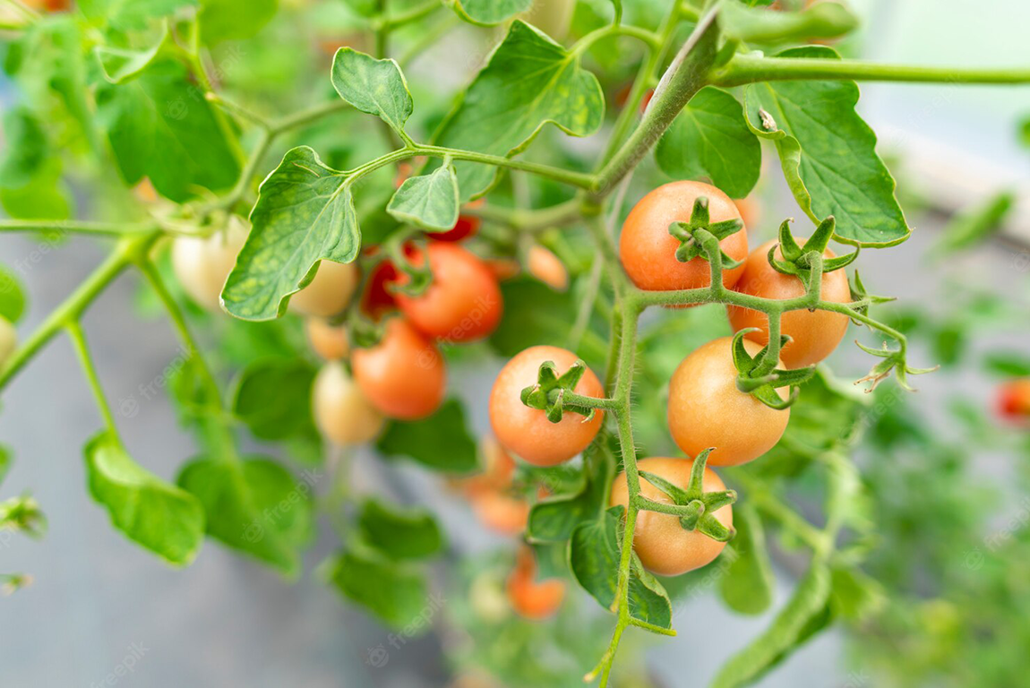 20220608-182448.png?v=1654684169