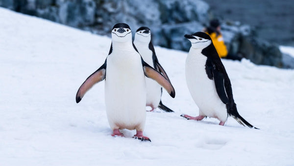 Camping in Antarctica