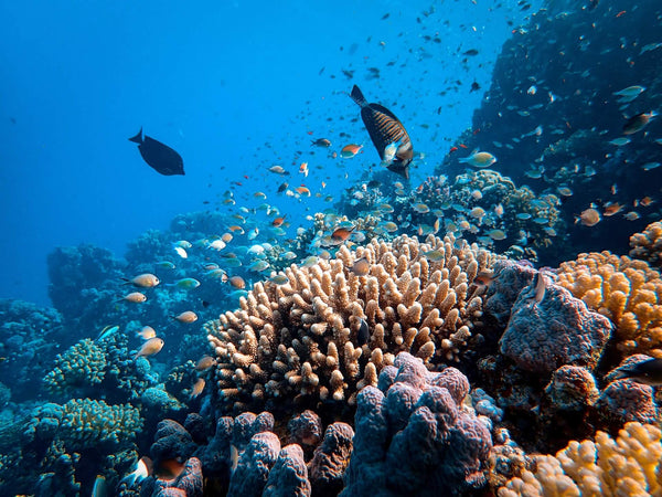 Tour the Great Barrier Reef