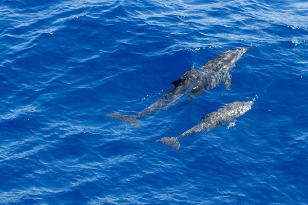 Swimming with Wild Dolphins in the Azores