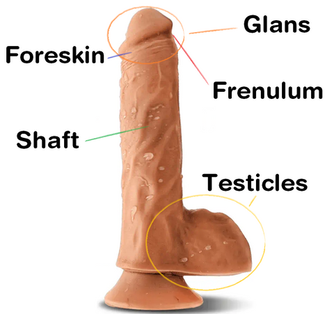 Parts of penis