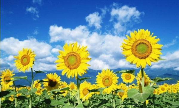 Sunflower Flower Clusters Leather Handbag for Women