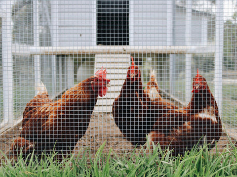 chickens are scarching around the chicken run fence