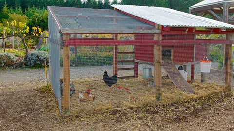 Chickens are playing inside the chicken run with a cover above