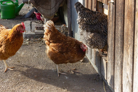 Three hens are walking into the coop from the chicken coop door