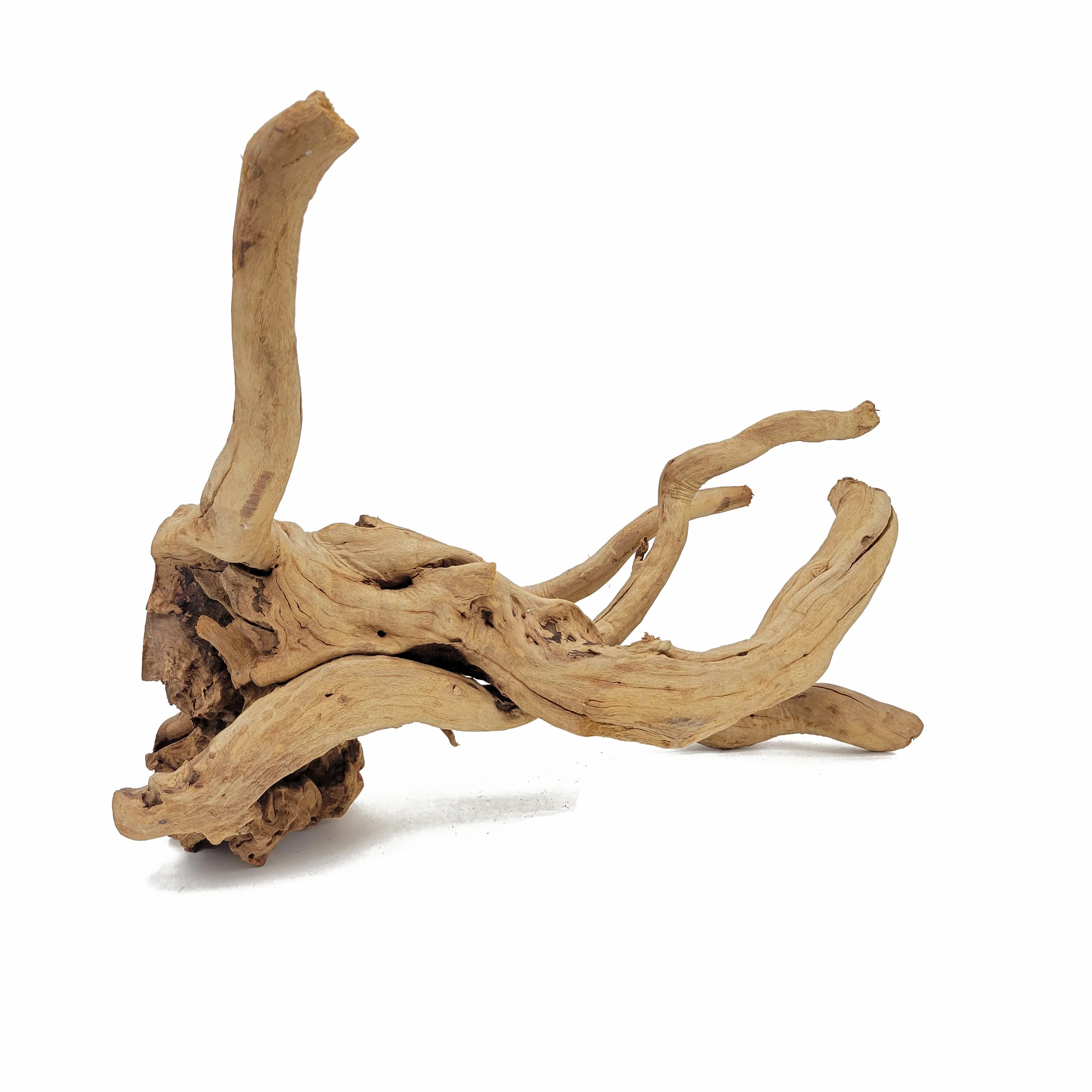 Spider Wood / Cuckoo Root - Approximate Size 12