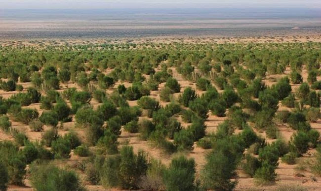 tree planting