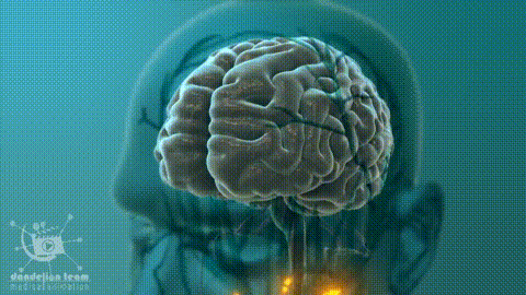 رقعة تحسين لحاء كابيندا MH™