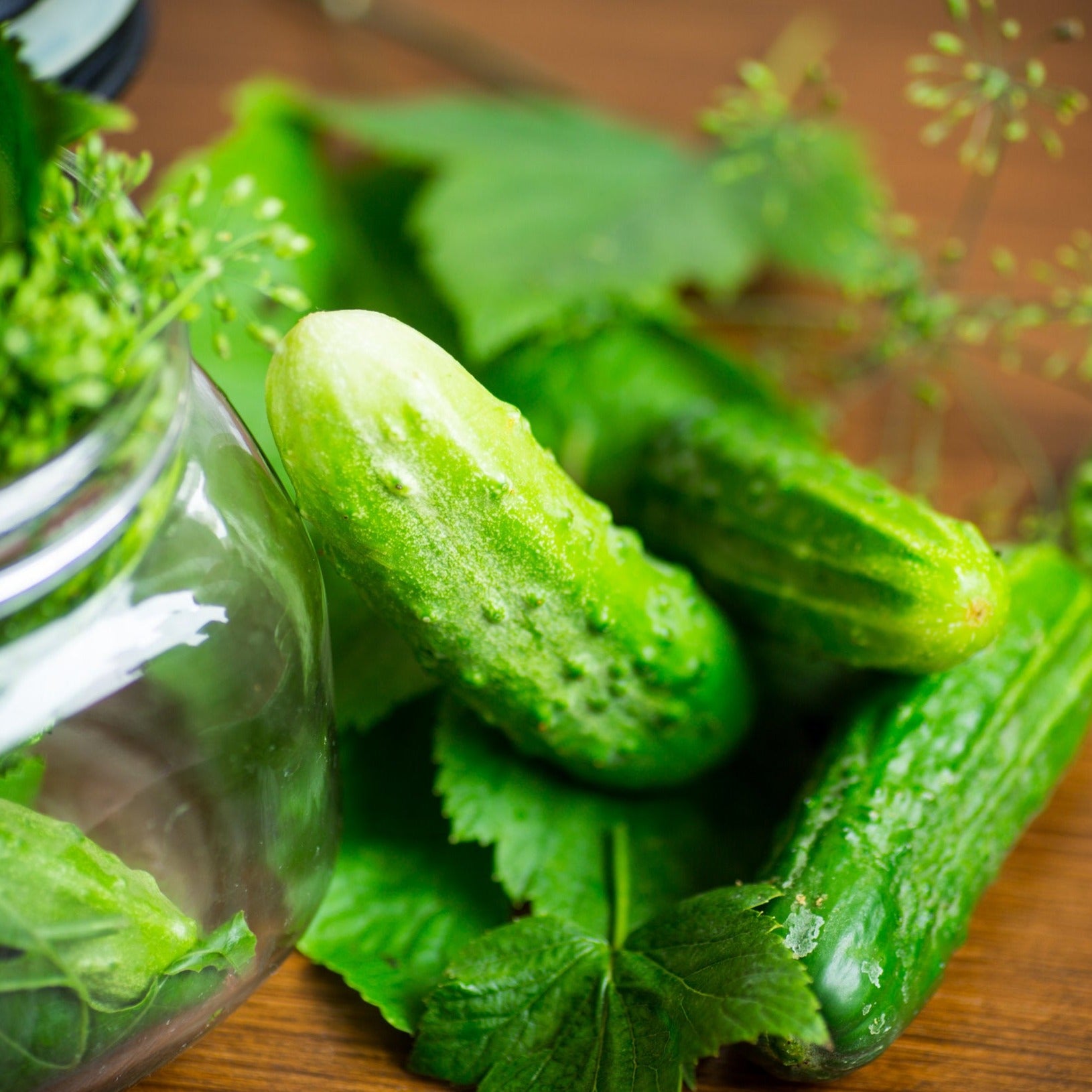 Boston Pickling Cucumber seeds