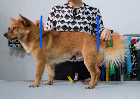 how to measure your dog langerland