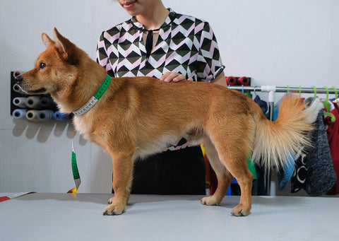 how to measure your dog langerland