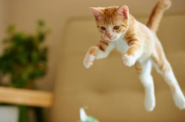 Amosijoy Blog Picture: A ginger cat is jumping at home.