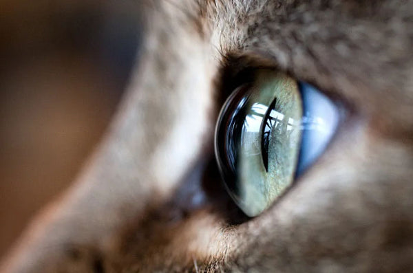 Amosijoy Blog Picture: A close-up view of a cat's eye.