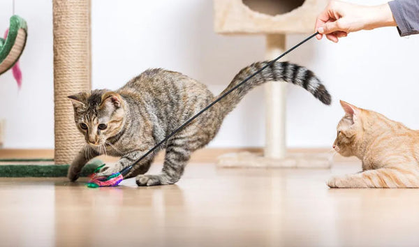 Amosijoy Blog Picture: The cat owner is playing with his cat with a pet stick.