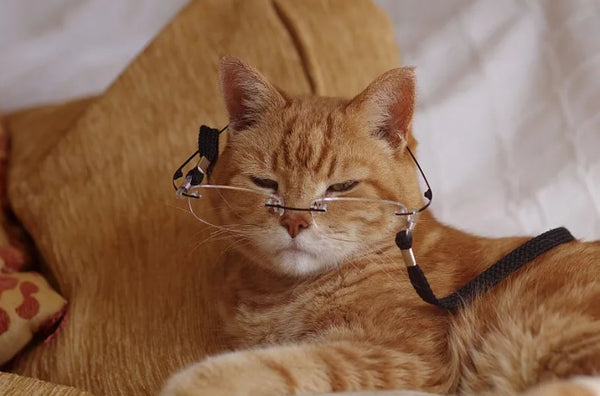 Amosijoy Blog Picture: A ginger cat wears nearsighted glasses.