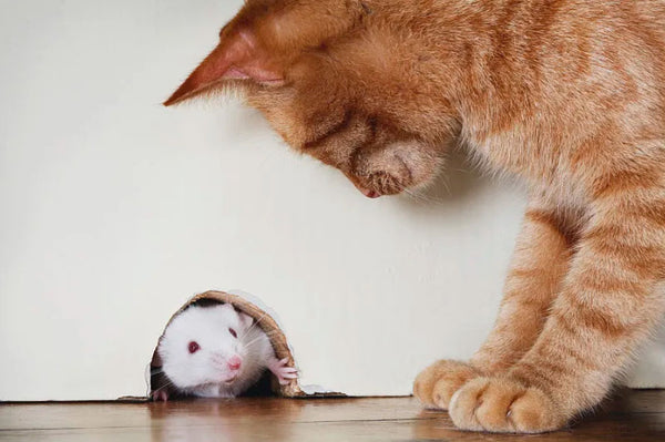 Amosijoy Blog Picture: A ginger cat is staring at a mouse in its hole.
