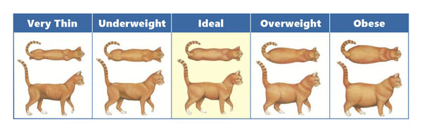 Amosijoy Blog Picture: 5 body type of a cat. Cat Weight Standard.