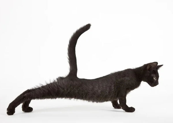 Amosijoy Blog Picture: The underweight body type of a cat.