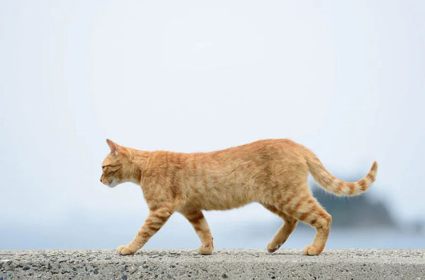 Amosijoy Blog Picture: The ideal body type of a cat.