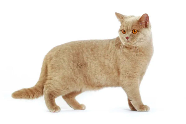 Amosijoy Blog Picture: The overweight body type of a cat.