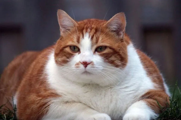 Amosijoy Blog Picture: The obese body type of a cat.