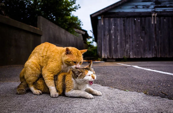 Amosijoy-Blog Picture: Two cats are mating.