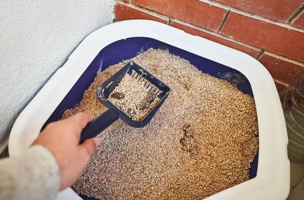 Amosijoy-Blog Picture: The cat owner is scooping from a litter box full of feces.