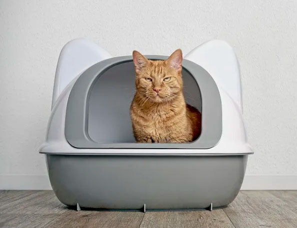 Amosijoy-Blog Picture: A ginger cat is excreting unhappily in the litter box.