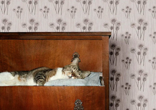 Amosijoy-Blog Picture: A cat is sleeping in a wood cabinet.