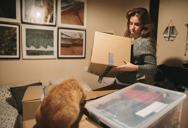 Amosijoy-Blog Picture: A ginger cat is checking the things of moving house.