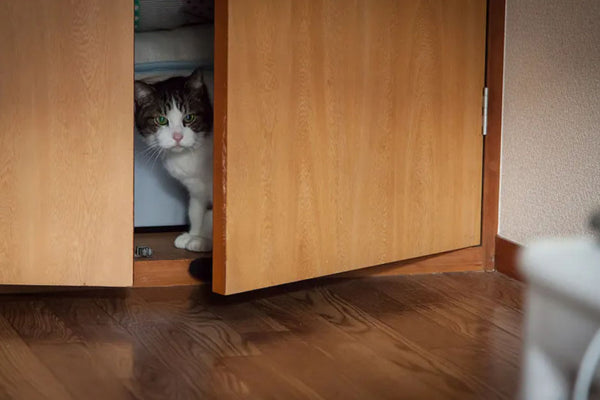 Amosijoy-Blog Picture: A cat is hiding in a closet.