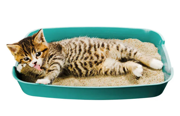 Amosijoy-Blog Picture: A kitten is lying in the litter box licking its paw.