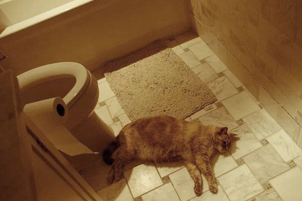 Amosijoy-Blog Picture: A cat is lying beside the toilet.