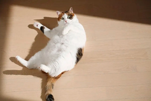 Amosijoy-Blog Picture: A fat cat is lying on the ground.