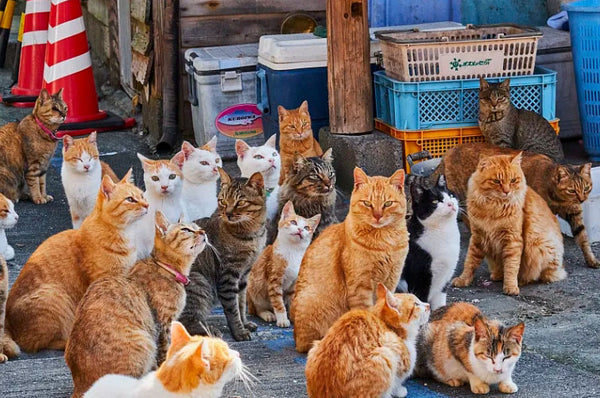 Amosijoy-Blog Picture: A bunch of stray cats.