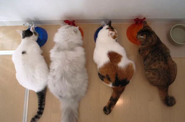Amosijoy-Blog Picture: Four cats were eating in their own bowls.