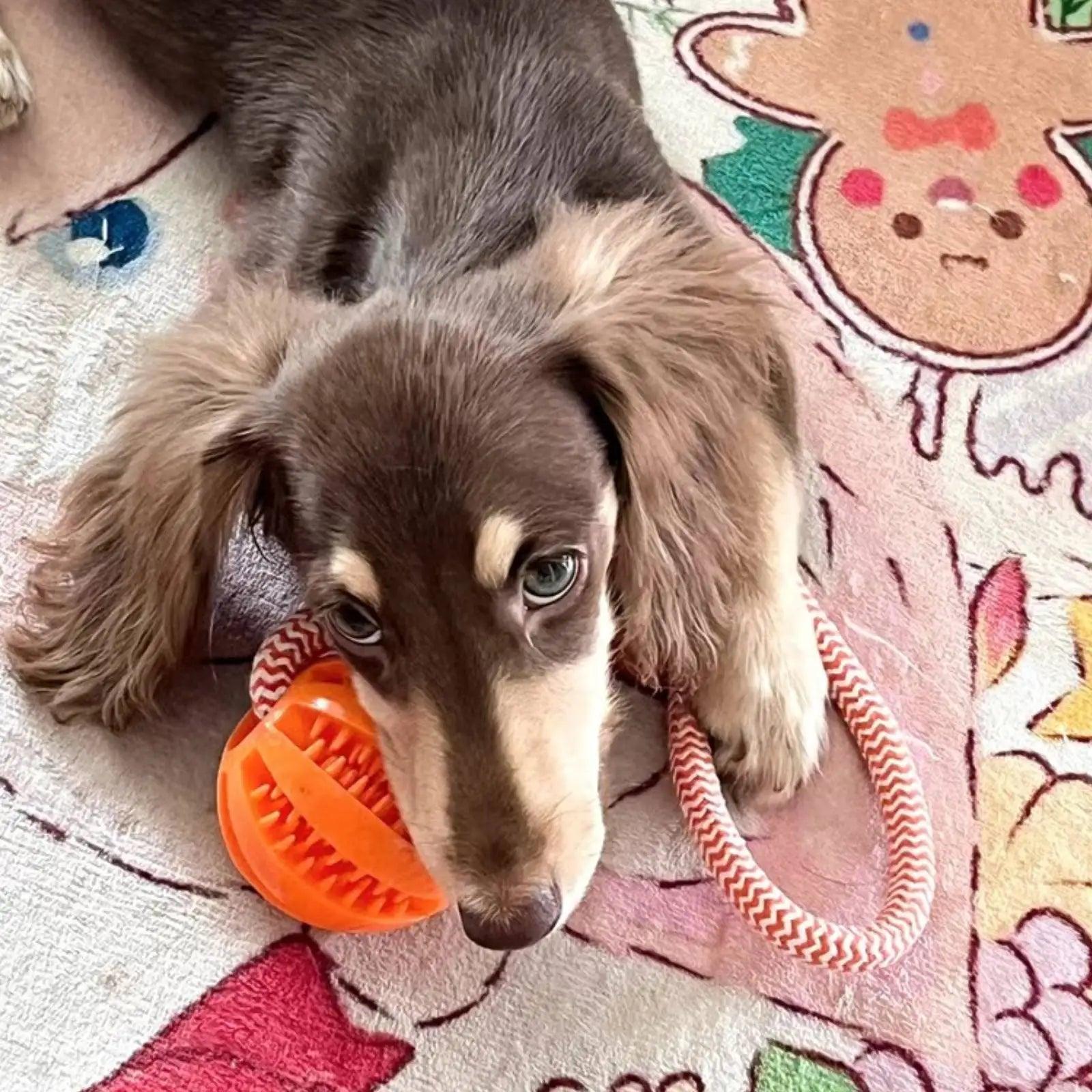 Interactive Treat Rope Rubber Ball for Dogs