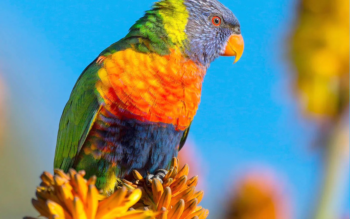 SIRUI 100W LED Monolight CS100 Daylight CS100B Bi-Color-13