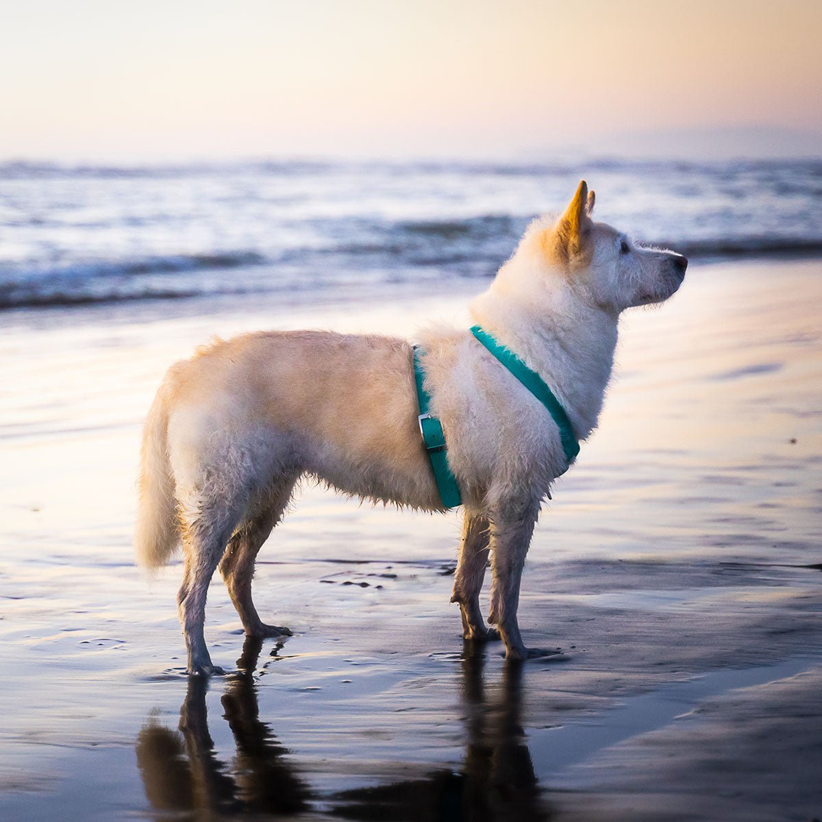 Custom Biothane No Pull Dog Harness