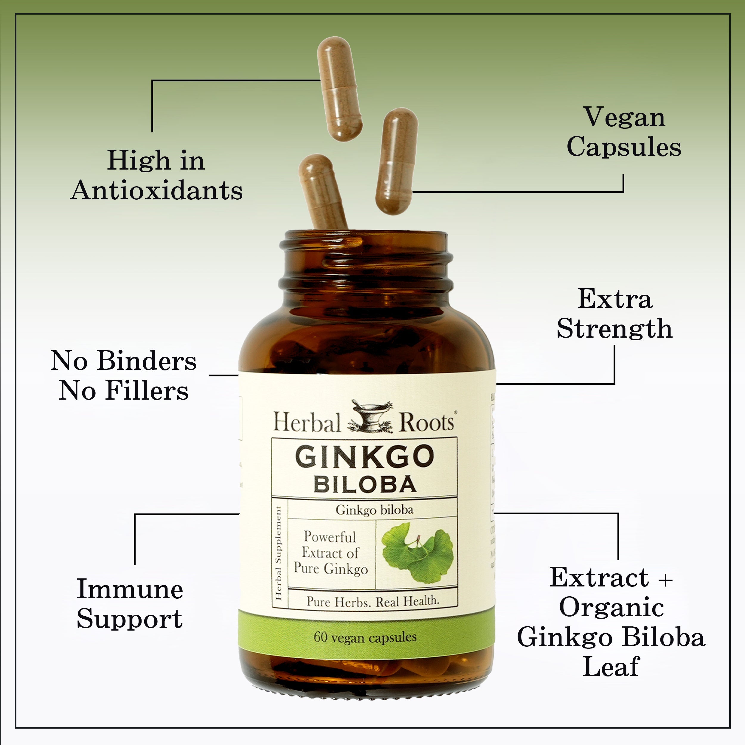 Ginkgo Biloba